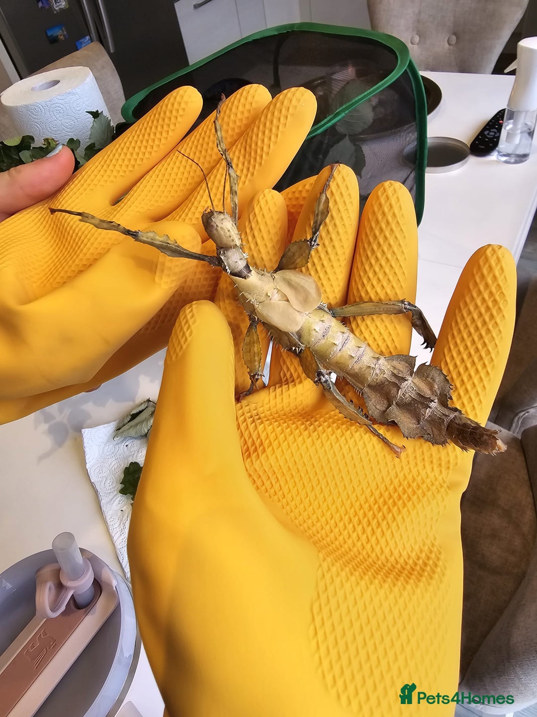 Stick Insects invertebrates for sale: Extatosoma tiaratum Spiny Leaf insect EGGS - Image 5