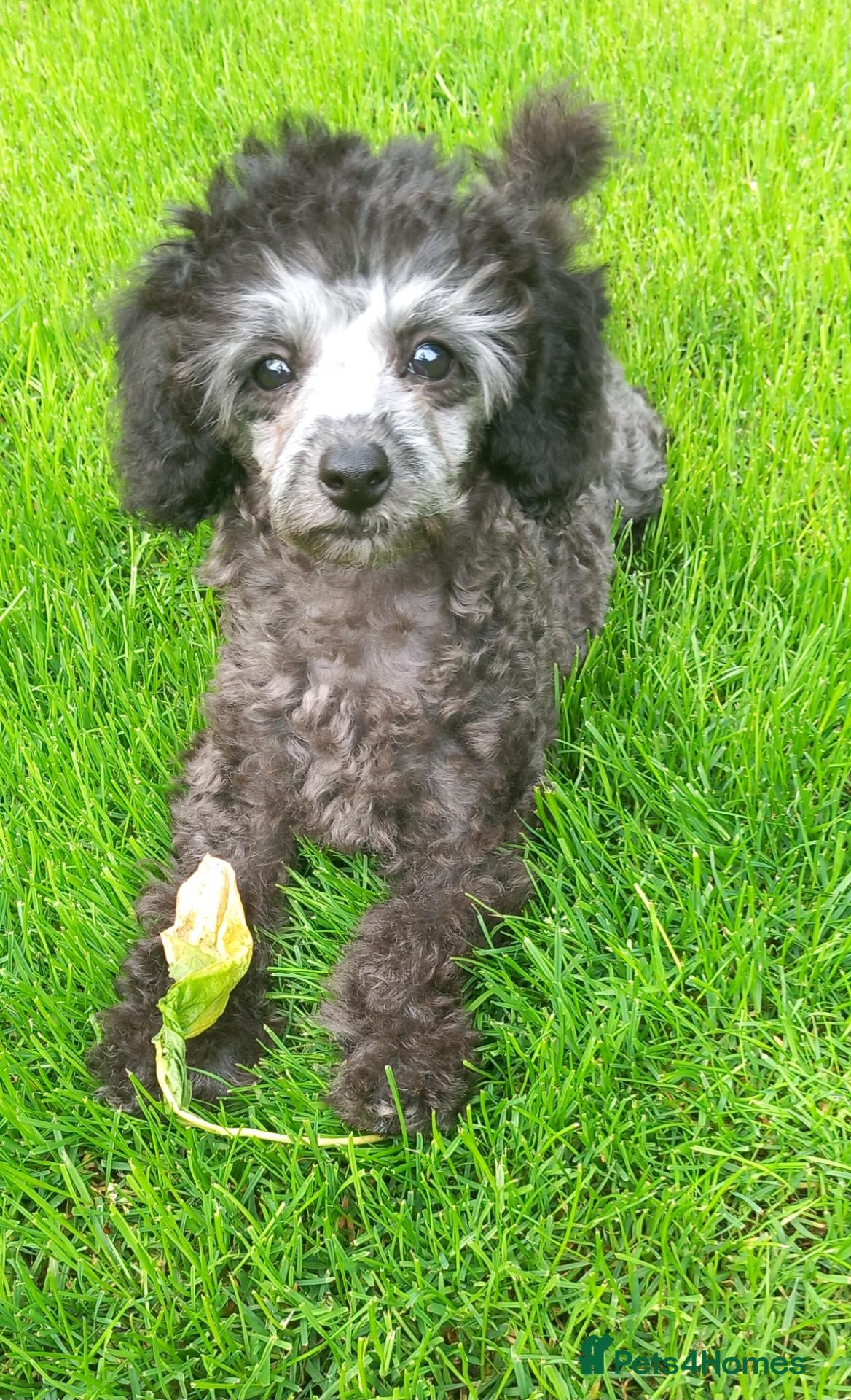 Toy Poodle dogs ❤️‍🔥Silver toy poodle girl❤️‍🔥 - Advert 1