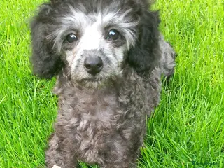 Toy Poodle dogs ❤️🔥Silver toy poodle girl❤️🔥 - Advert 1