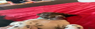 Splodj