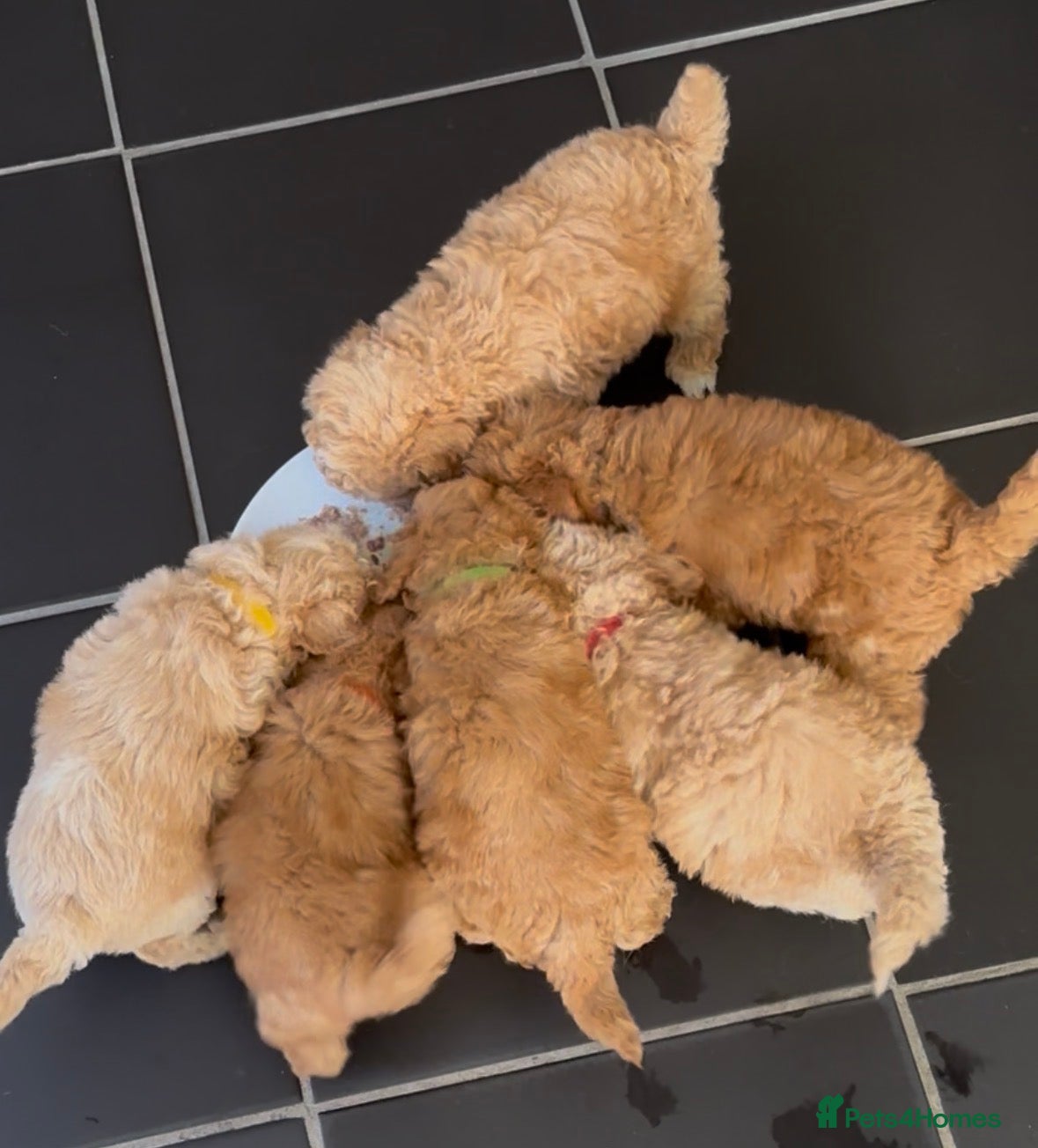 Poochon dogs Toy poochon - Advert 10