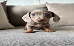 Miniature Dachshund dogs for sale: Isabella tan✨READY TO LEAVE - Image 2