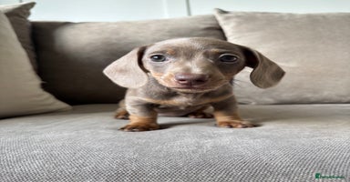 Miniature Dachshund dogs - Advert 16