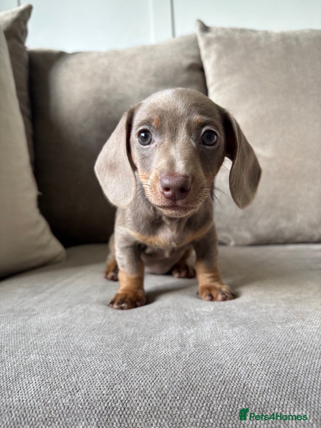 Miniature Dachshund dogs for sale: Isabella tan✨READY TO LEAVE - Image 2