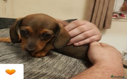 Dachshund dogs for sale: READY NOW Dachshund Puppies - Image 29