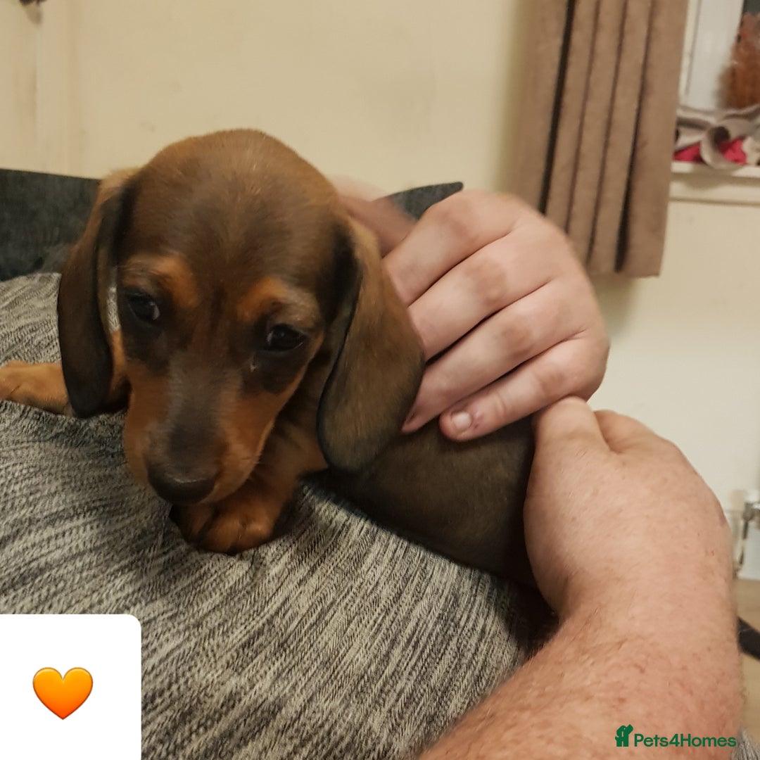 Dachshund dogs for sale: READY NOW Dachshund Puppies - Image 29
