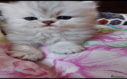 Persian cats for sale: Italian Persian chinchilla kittens♥️🐾 - Image 17
