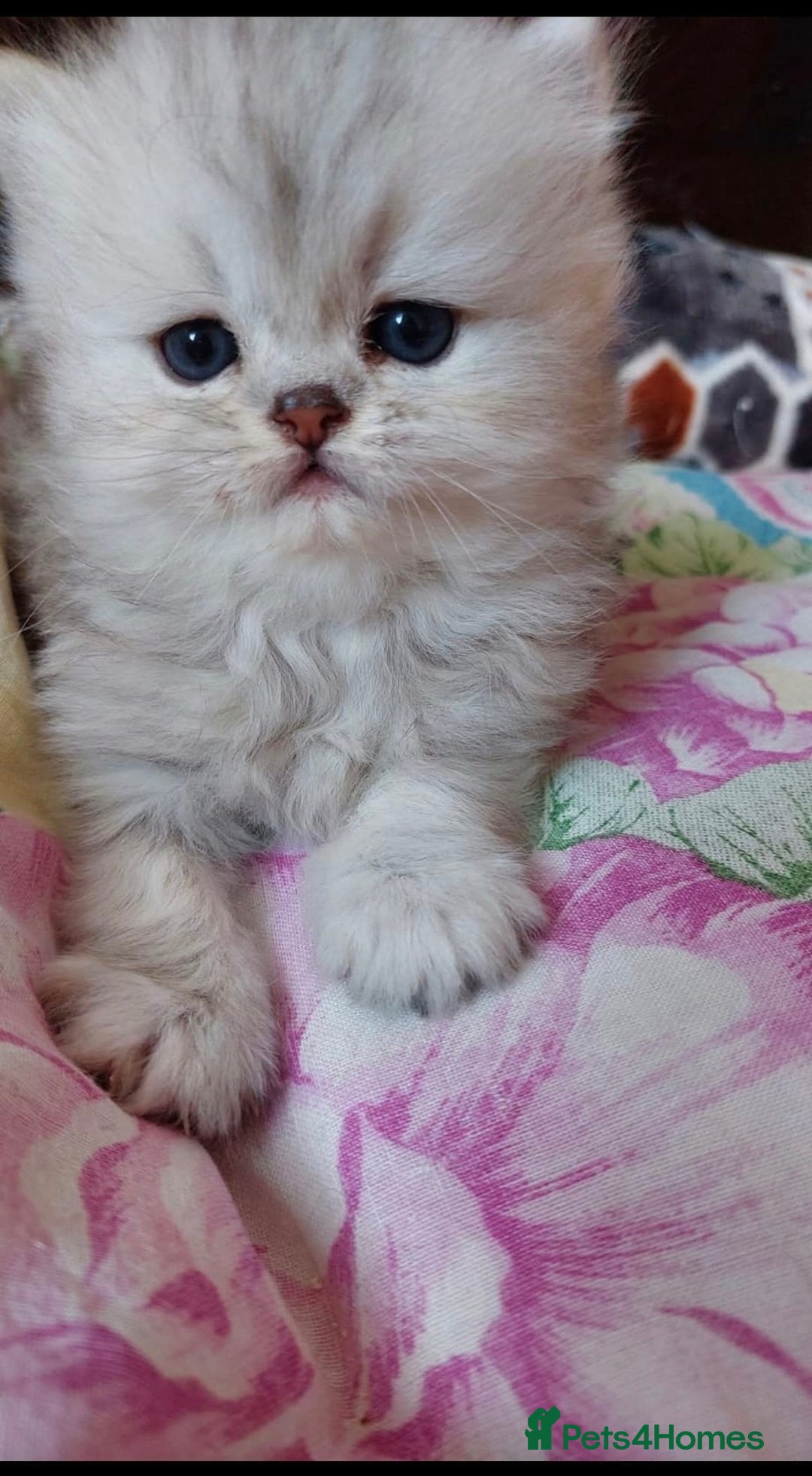 Persian cats for sale: Italian Persian chinchilla kittens♥️🐾 - Image 17
