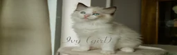 Ragdoll cats for sale: TICA championship Ragdoll Kittens  in London - Advert 12