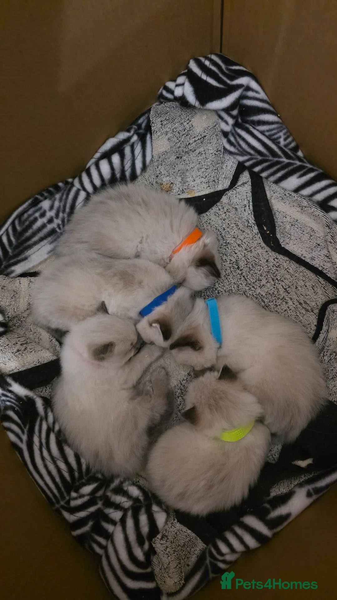 Ragdoll cats for sale: Adorable Ragdoll Babies  - Advert 2