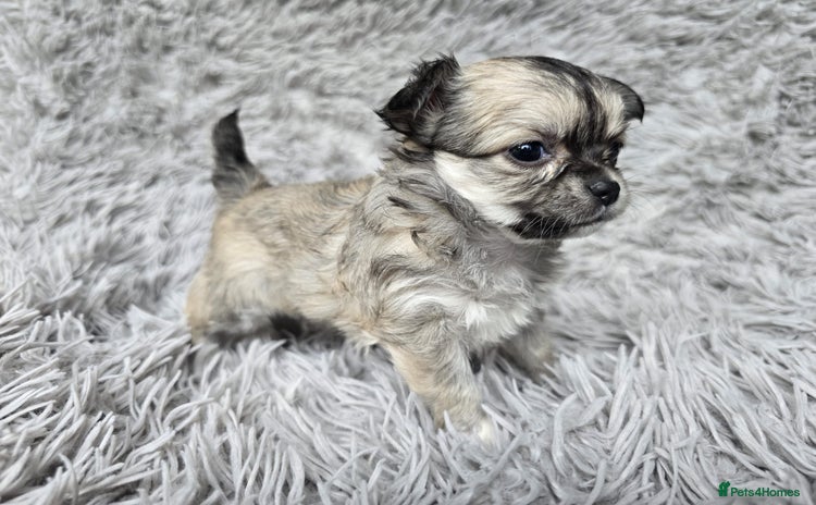 Chihuahua dogs - Advert 14