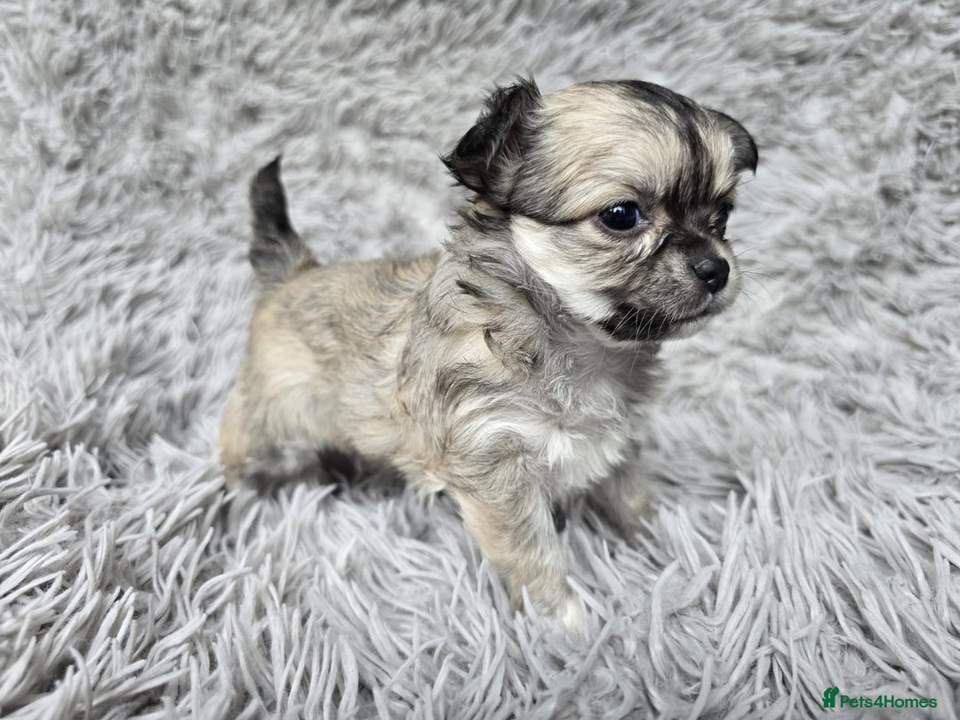 Chihuahua dogs for sale: Beautiful fluffy long haired chihuahuas - Image 1