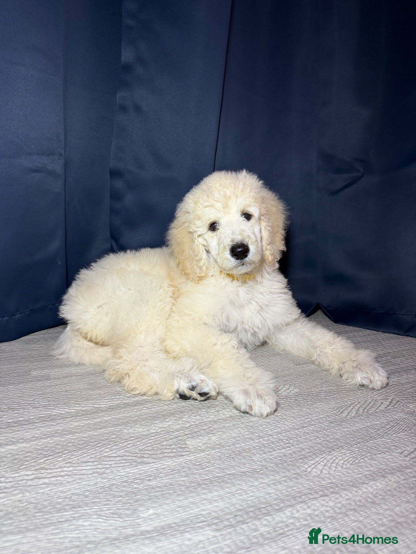 Standard Poodle dogs *LAST GIRL REMAINING* KC STANDARD POODLE PUPPIES - Advert 2