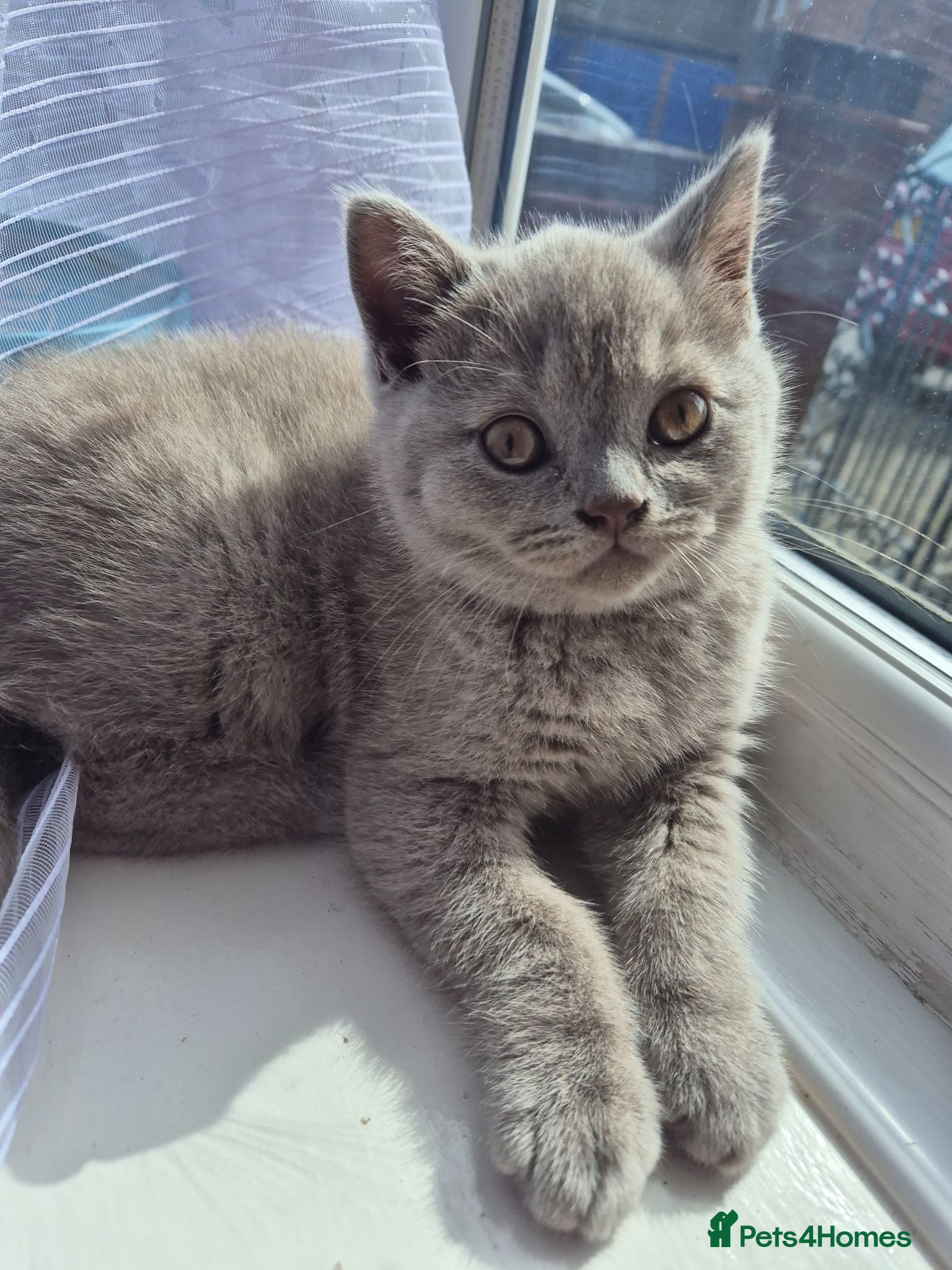 British Shorthair cats British shorthair - Advert 1