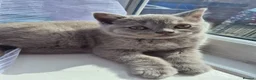 British Shorthair cats for sale: British shorthair - Advert 1