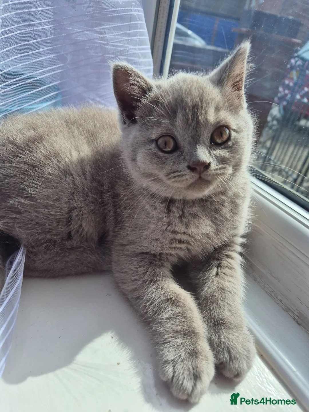 British Shorthair cats for sale: British shorthair - Advert 1