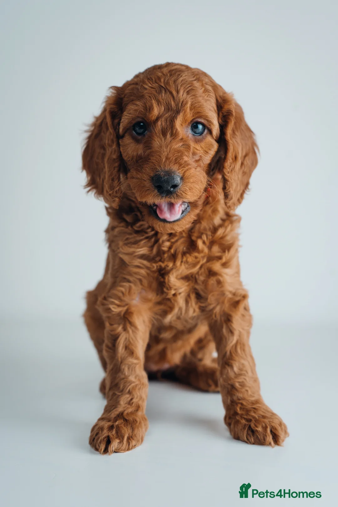 Labradoodle dogs for sale: LAST FEW PUPS - F2B Labradoodle Puppies - Advert 24
