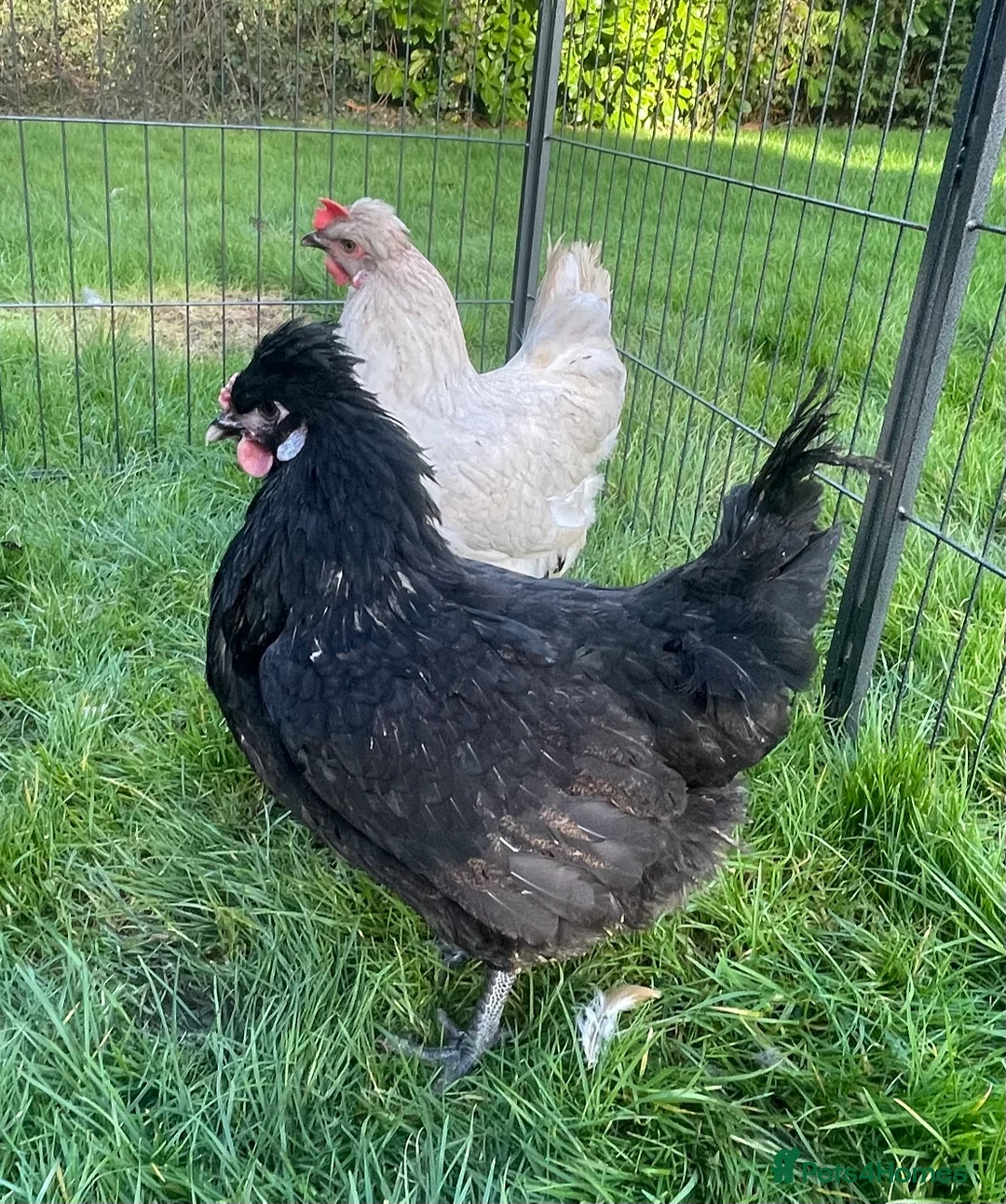 Chickens poultry for sale: Pekins - Advert 11