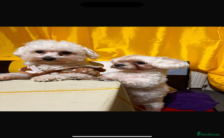 Bichon Frise dogs Bichon frise - Advert 1