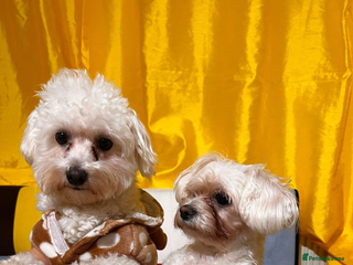 Bichon Frise dogs Bichon frise - Advert 1