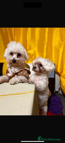 Bichon Frise dogs Bichon frise - Advert 1