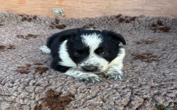Border Collie dogs for sale: ISDS Registered border collie pups - Image 3