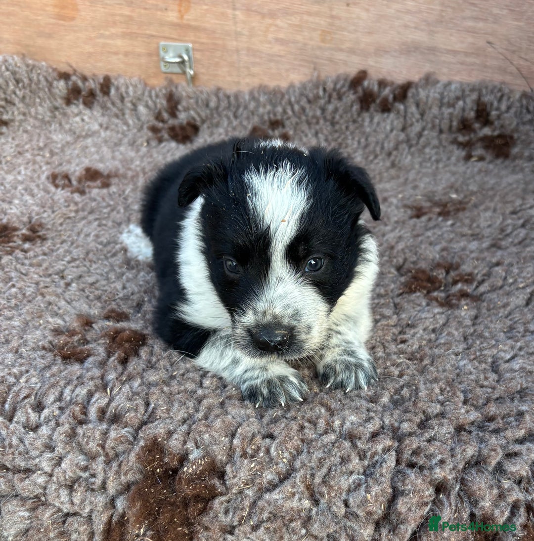 Border Collie dogs for sale: ISDS Registered border collie pups - Image 3