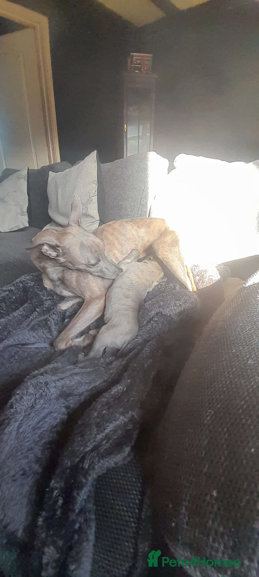 Whippet dogs for sale: Whippet  - Advert 2