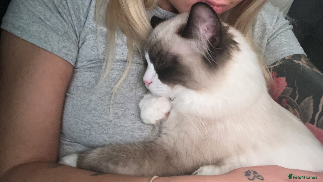 Ragdoll cats for sale: Male ragdoll  - Advert 5