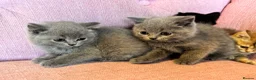 British Shorthair cats for sale: stunning affectionate Kittens available - Advert 13