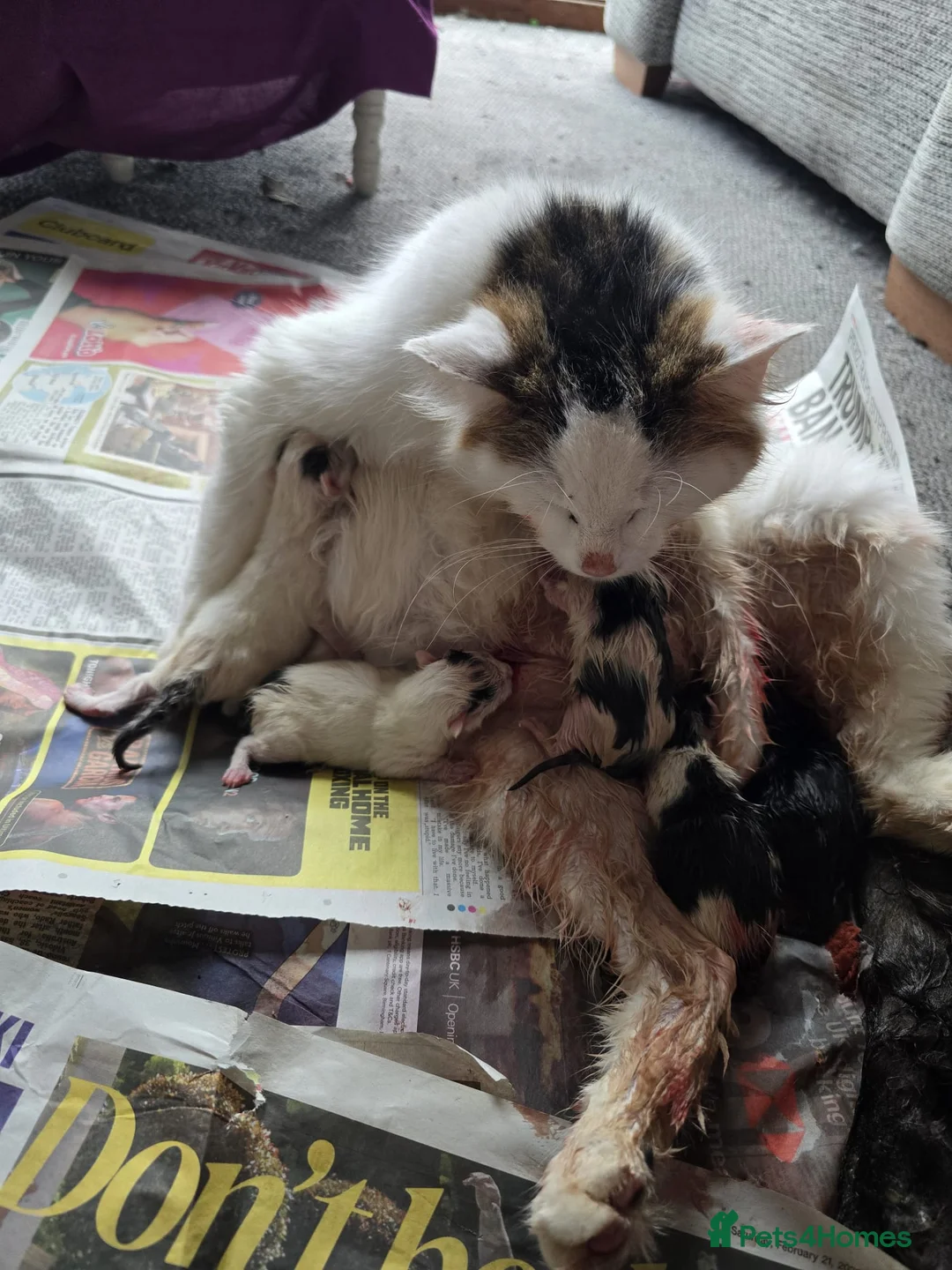 Mixed Breed cats for sale: Kittens for sale in Wednesbury - Advert 2
