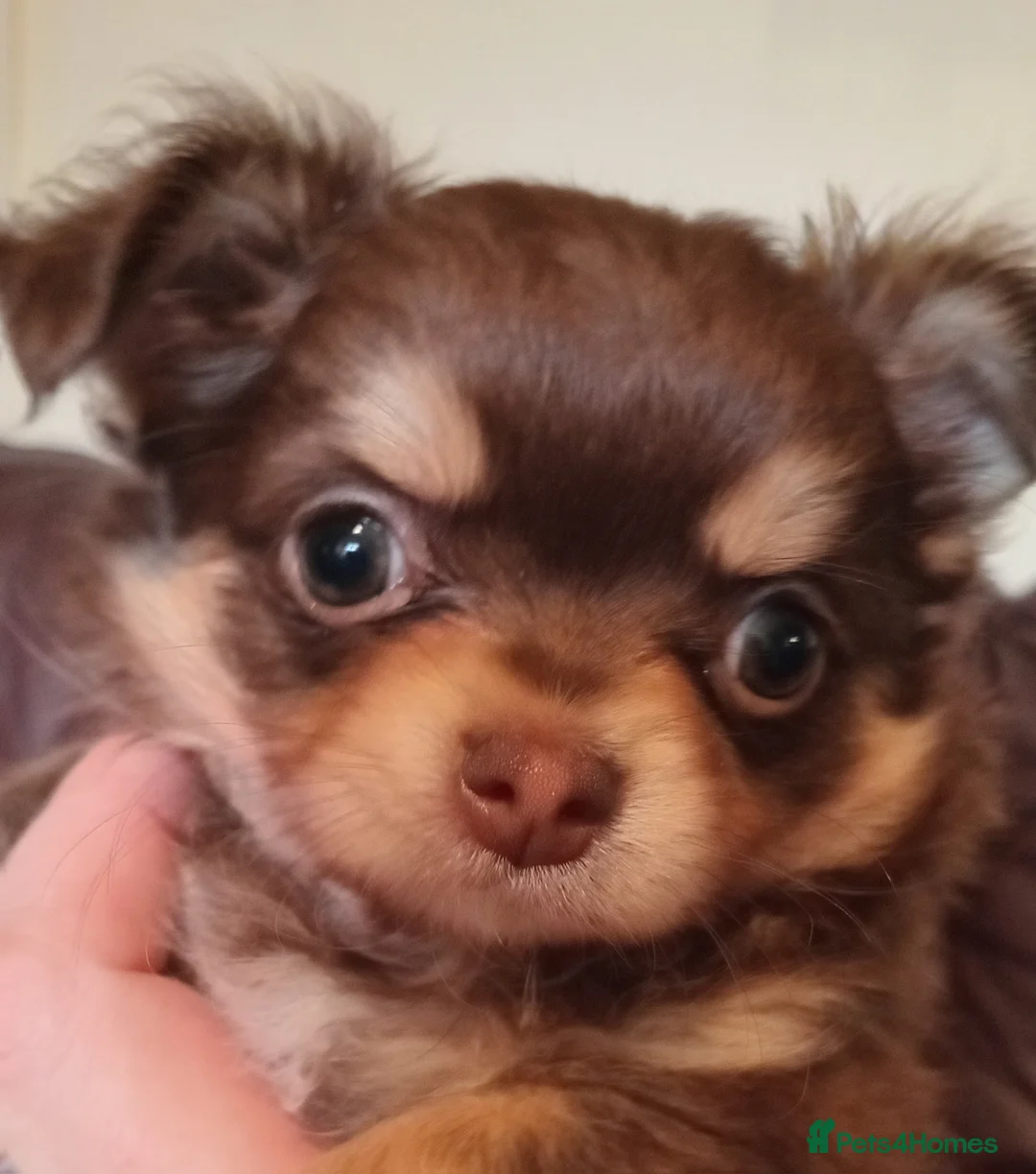 Chihuahua dogs for sale: Chihuahua long coat puppies in Peterborough - Advert 19