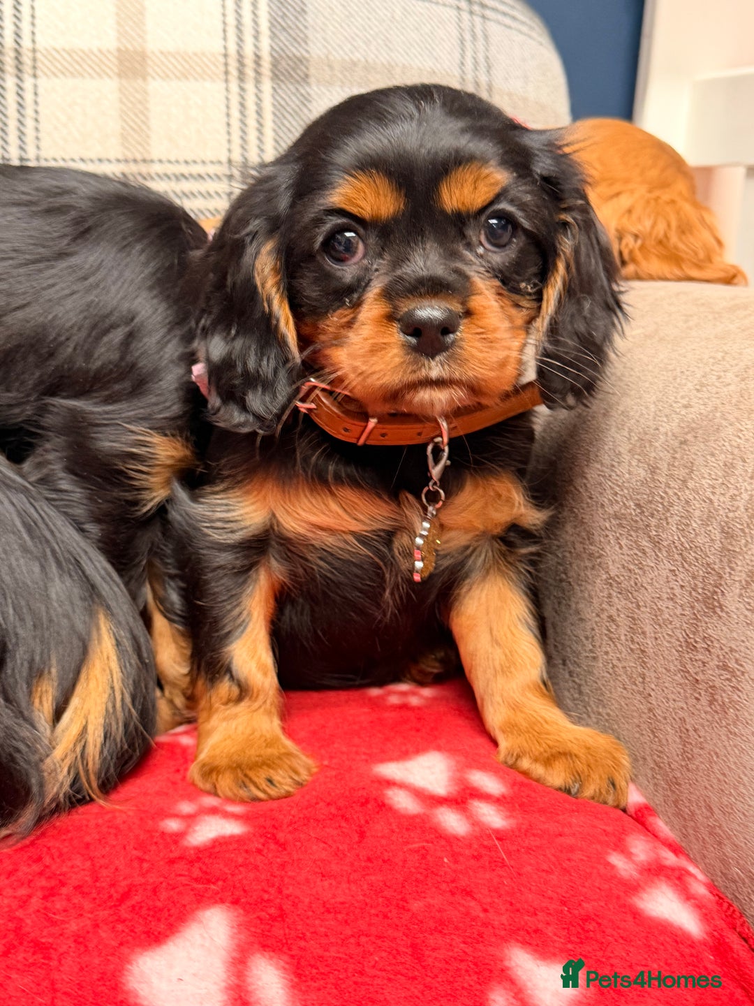 Cavalier King Charles Spaniel dogs for sale: 🐶 Beautiful Cavalier King Charles  Puppies 🐶 - Advert 20