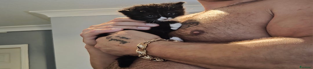Ragdoll Kitten 3