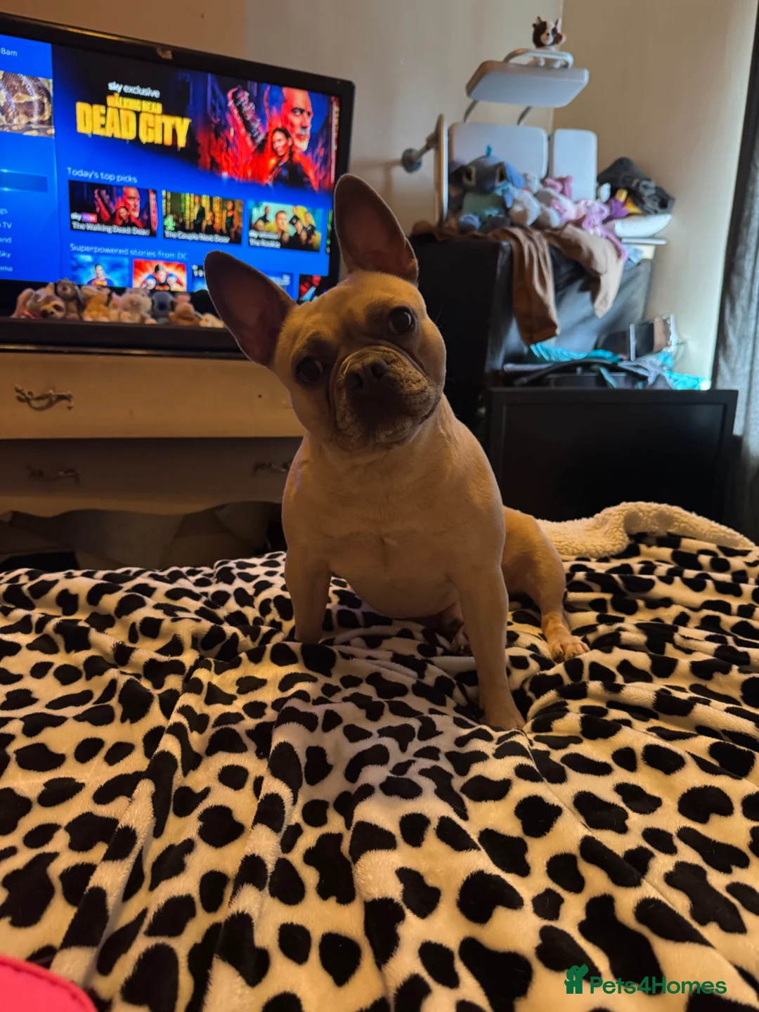 French Bulldog dogs for sale: Male French bulldog  in Blackburn - Advert 5