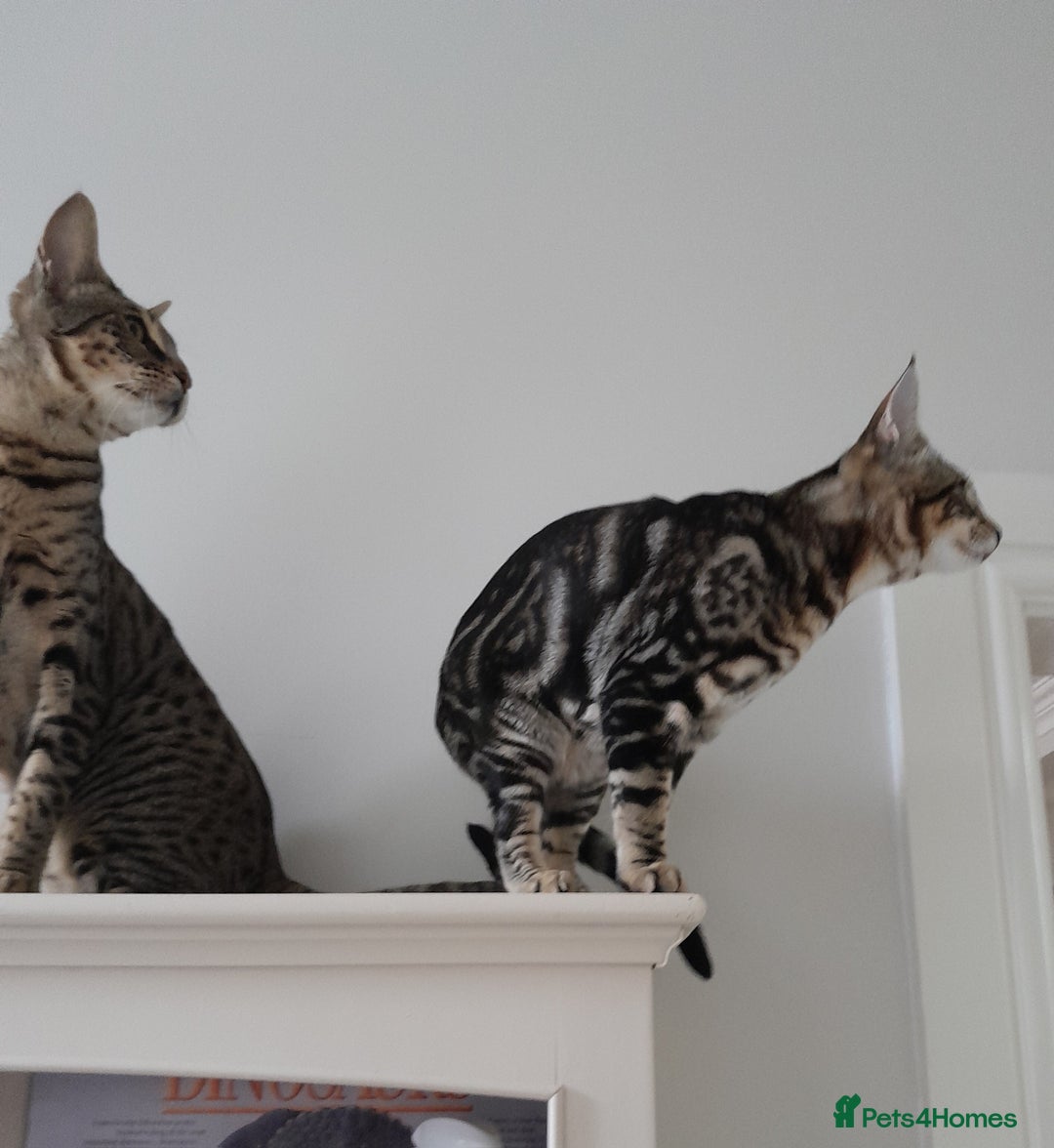 Savannah cats for sale: Full Pedigree TICA Reg Marbled Savannah Boy Kitten - Image 7