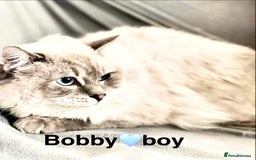 Ragdoll cats for sale: Lovely Ragdoll looking for lovely family - Advert 24