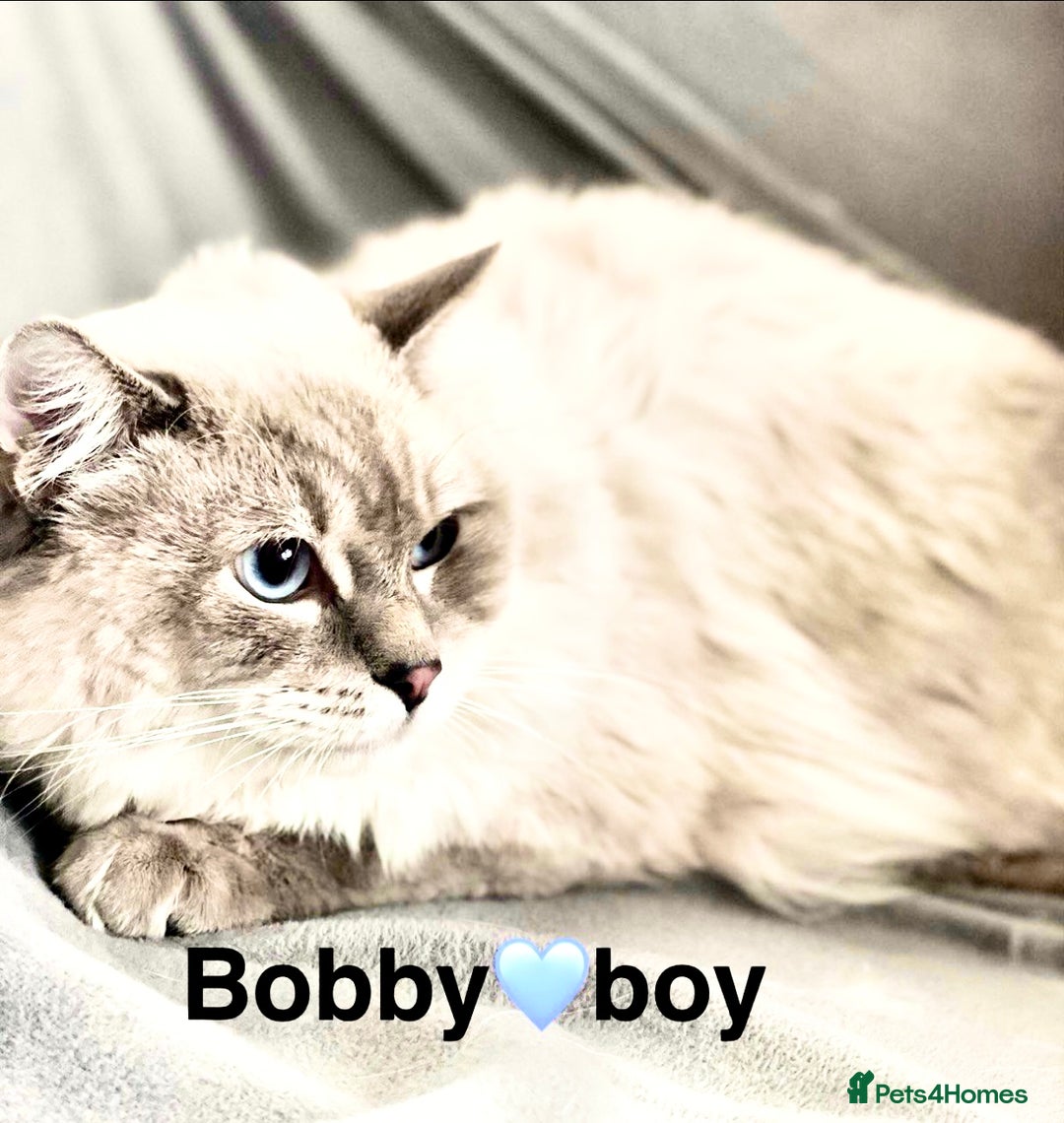 Ragdoll cats for sale: Lovely Ragdoll looking for lovely family - Advert 24