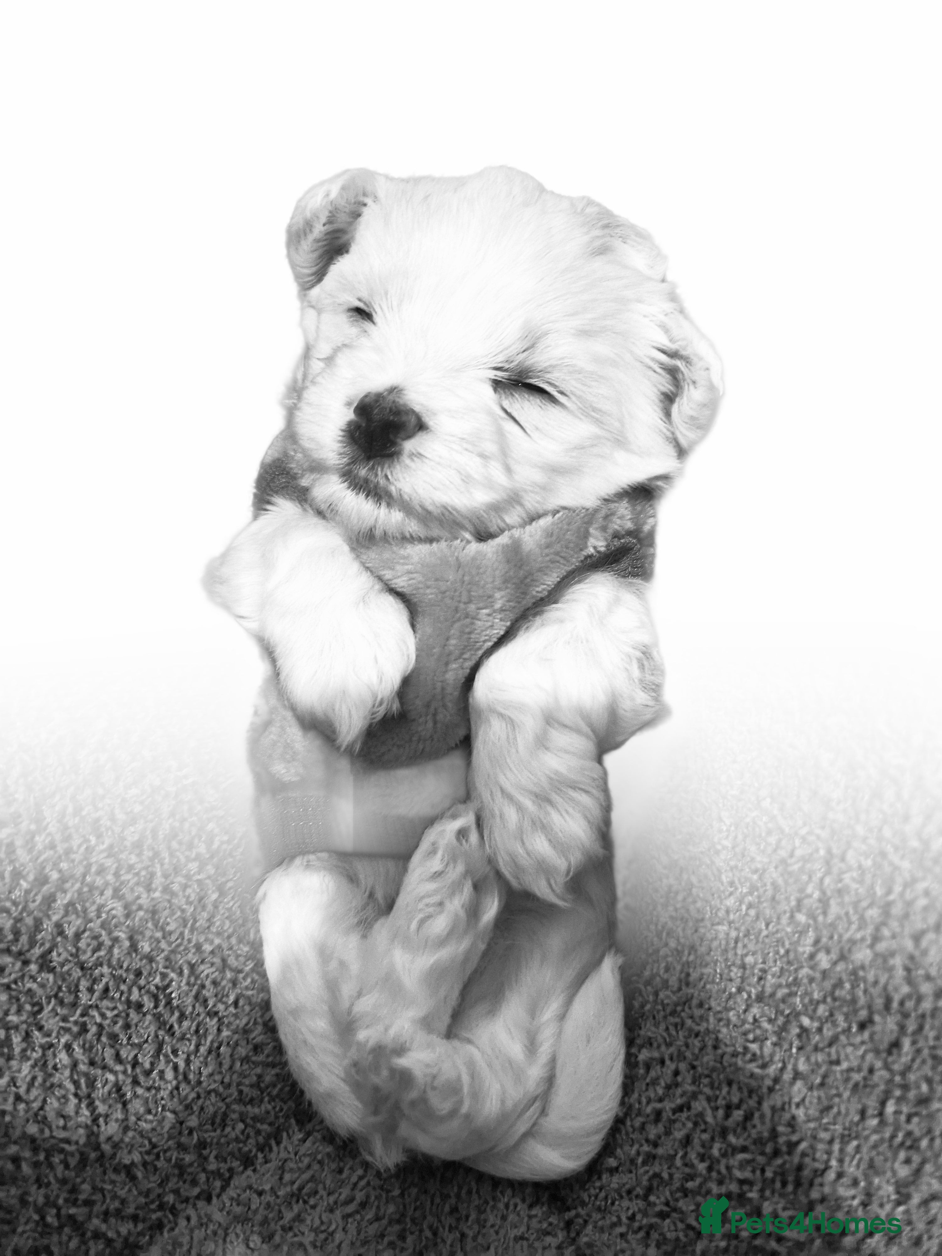 Maltese dogs Toy size miniture Maltese  🐶 💖  - Advert 12