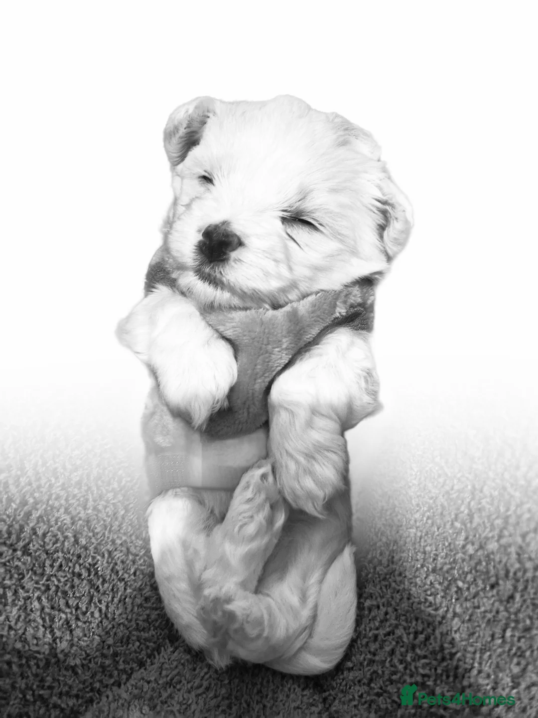 Maltese dogs for sale: 1 girl left Toy size miniture Maltese  🐶 💖  - Advert 2