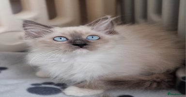 Ragdoll cats - Advert 10