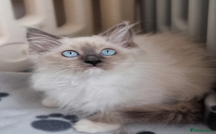Ragdoll cats - Advert 4