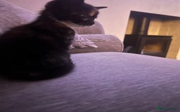 British Shorthair cats for sale: British short hair x toriti  - Image 4