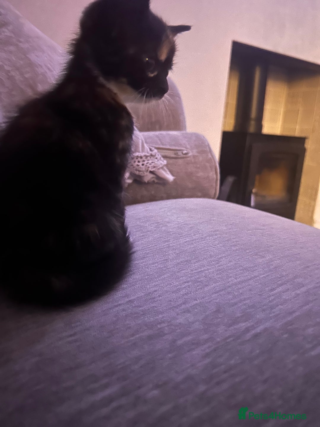 British Shorthair cats for sale: British short hair x toriti  - Image 4