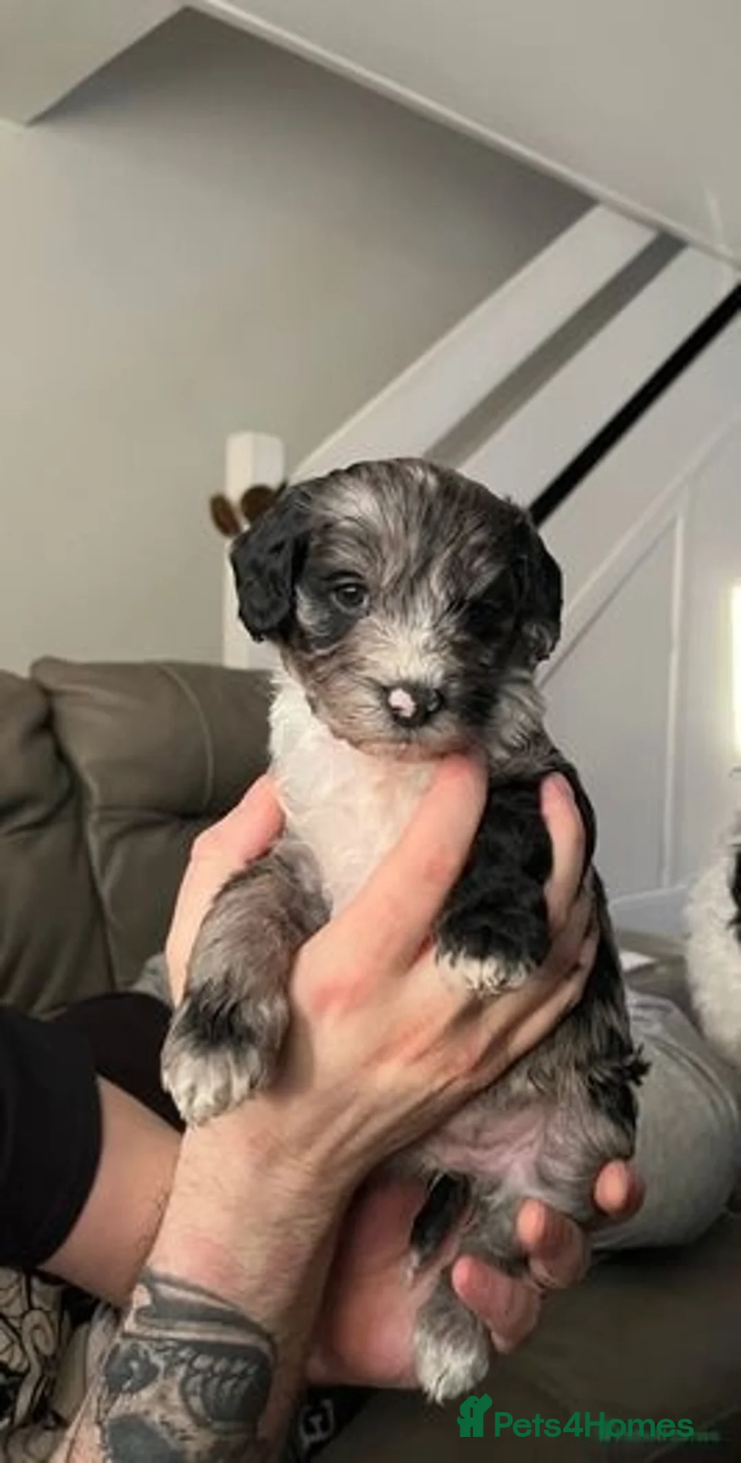 Cockapoo dogs for stud: Chocolate Cockapoo STUD *DNA & BVA EYE TESTED* in Manchester - Advert 19