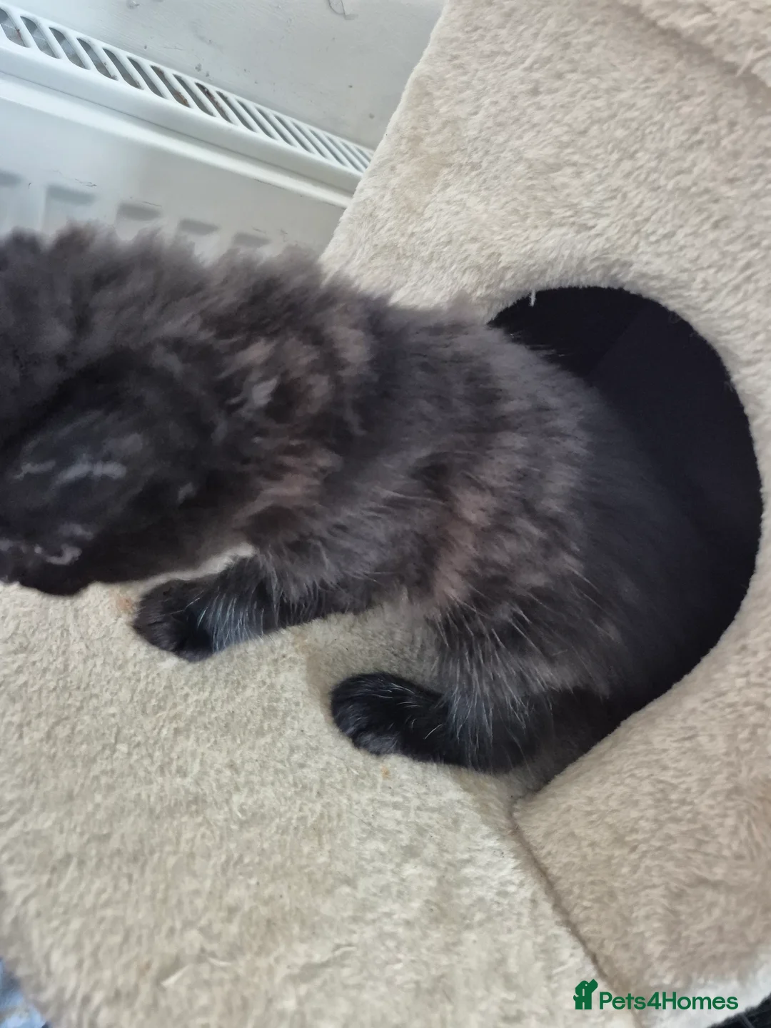 Domestic Shorthair cats for sale: 3 gorgeous kittens in Rochford - Advert 12