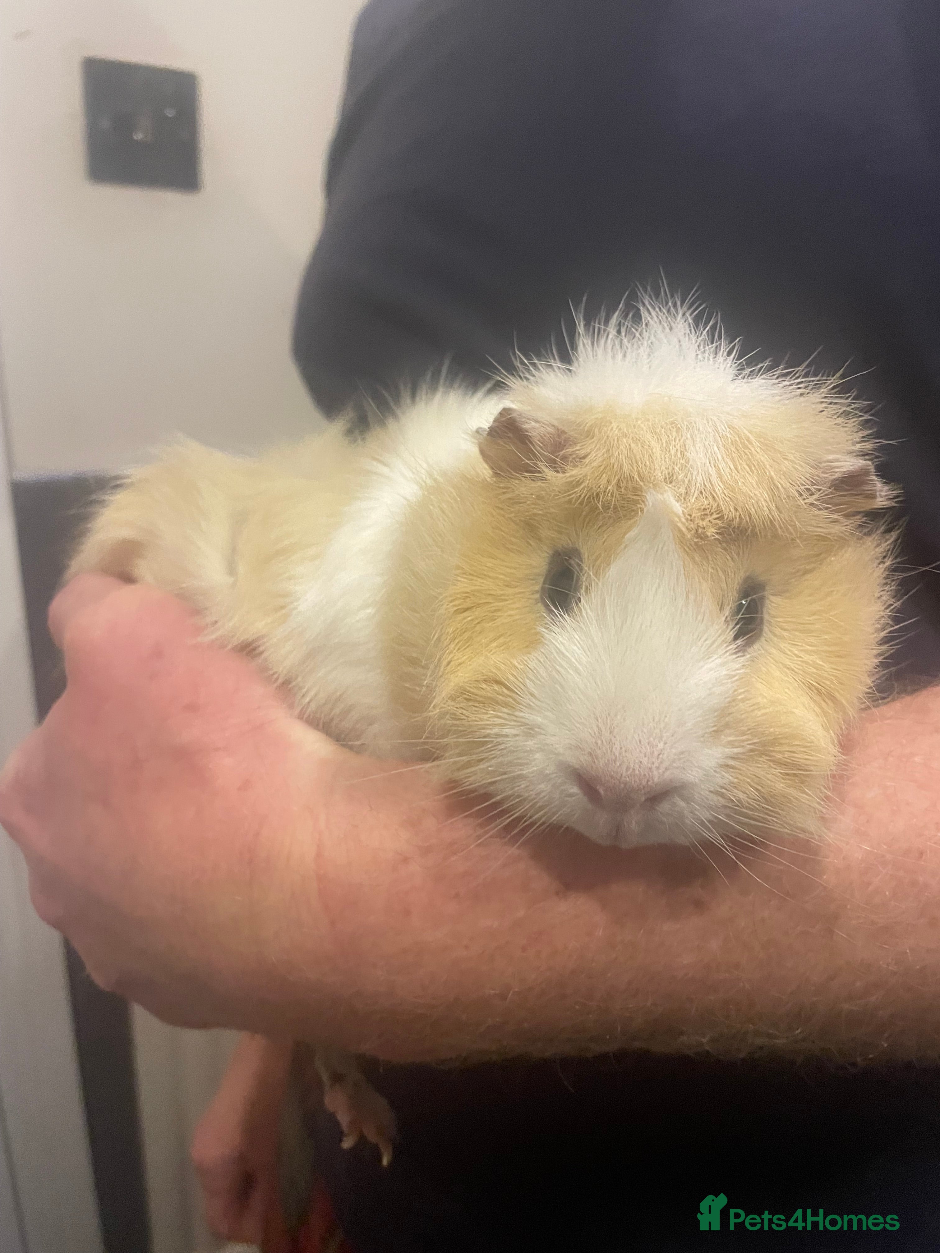 Guinea Pig rodents 3 Male Guinea pigs 15 months old - Advert 15