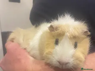 Guinea Pig rodents 3 Male Guinea pigs 15 months old - Advert 15