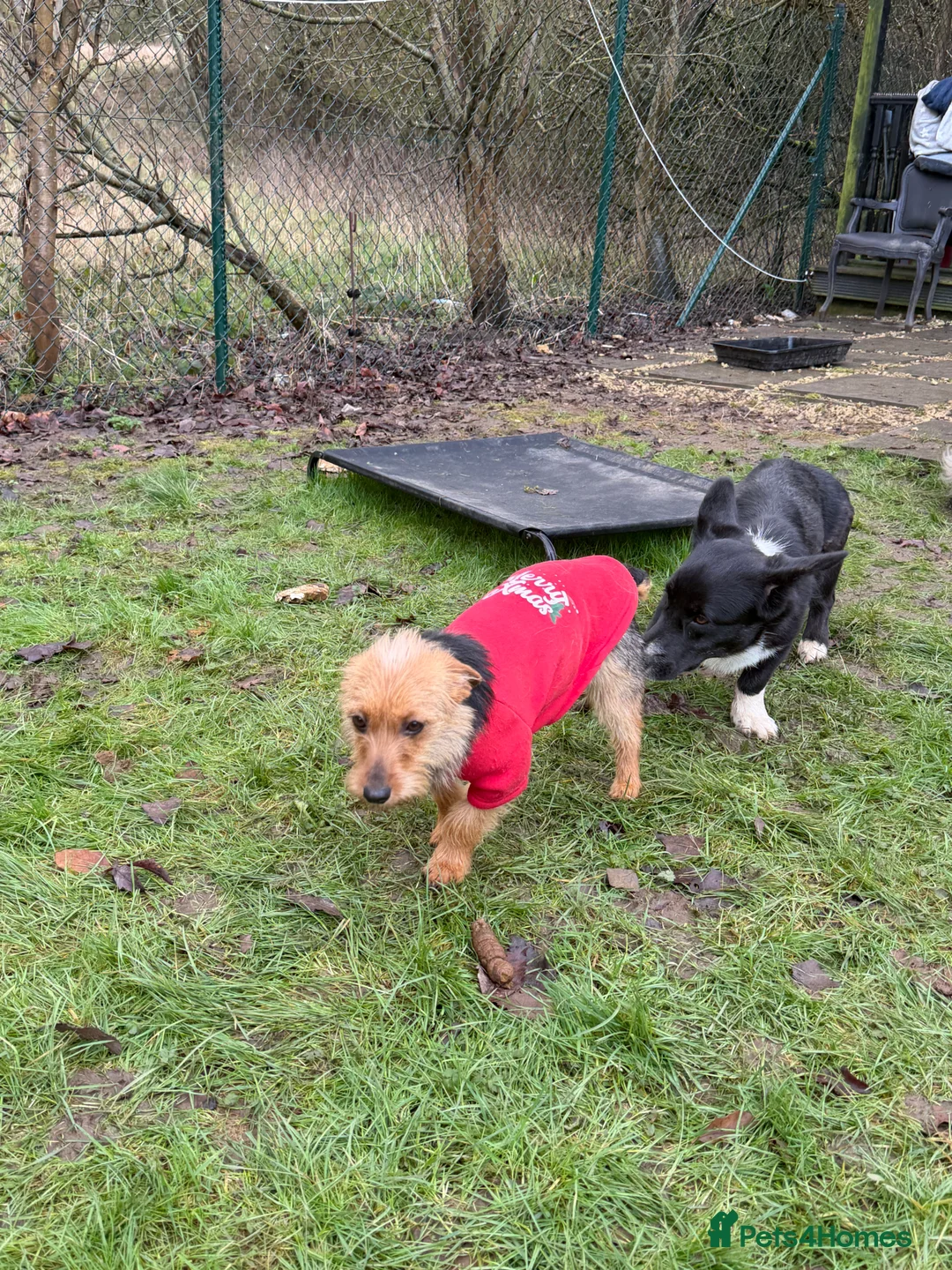 Yorkshire Terrier dogs for adoption: LISA – Female Yorkshire Terrier - Advert 7