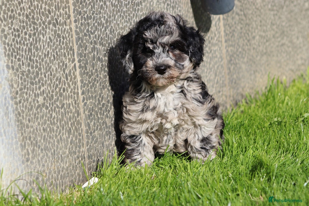 Poochon dogs for sale: F1 Poochon puppies For Sale  - Image 26